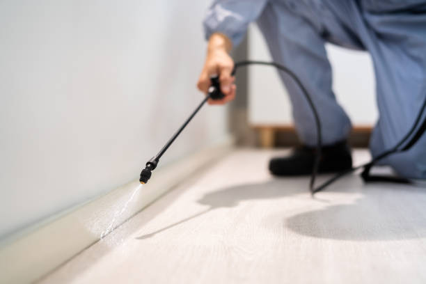 Licensed Wasp Removal service in Southern Gateway, VA - Show Me Pest Control
